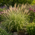 Ozdobnica čínska, panašovaná (Miscanthus sinensis) ‘VARIEGATUS’  - kont. C1L